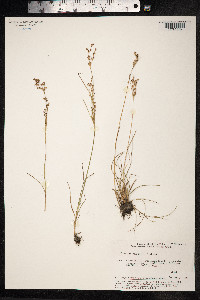 Juncus gerardii image