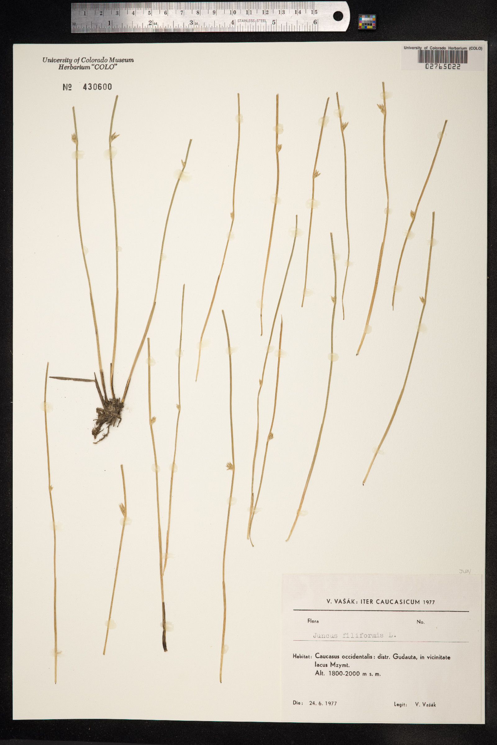 Juncus filiformis image
