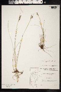 Juncus gerardii image
