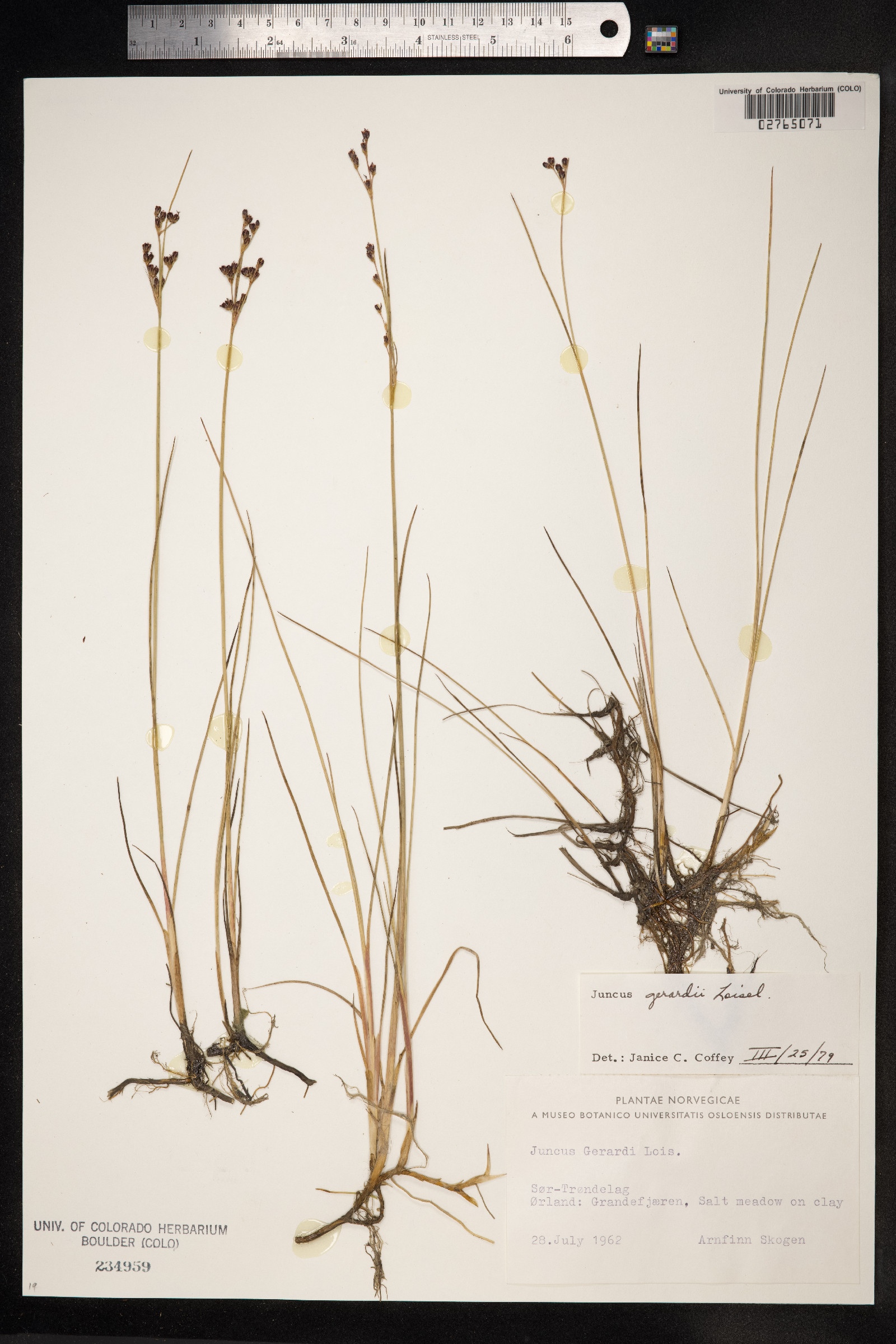 Juncus gerardii image