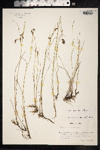 Juncus gerardii image