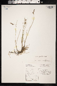 Juncus gerardii image