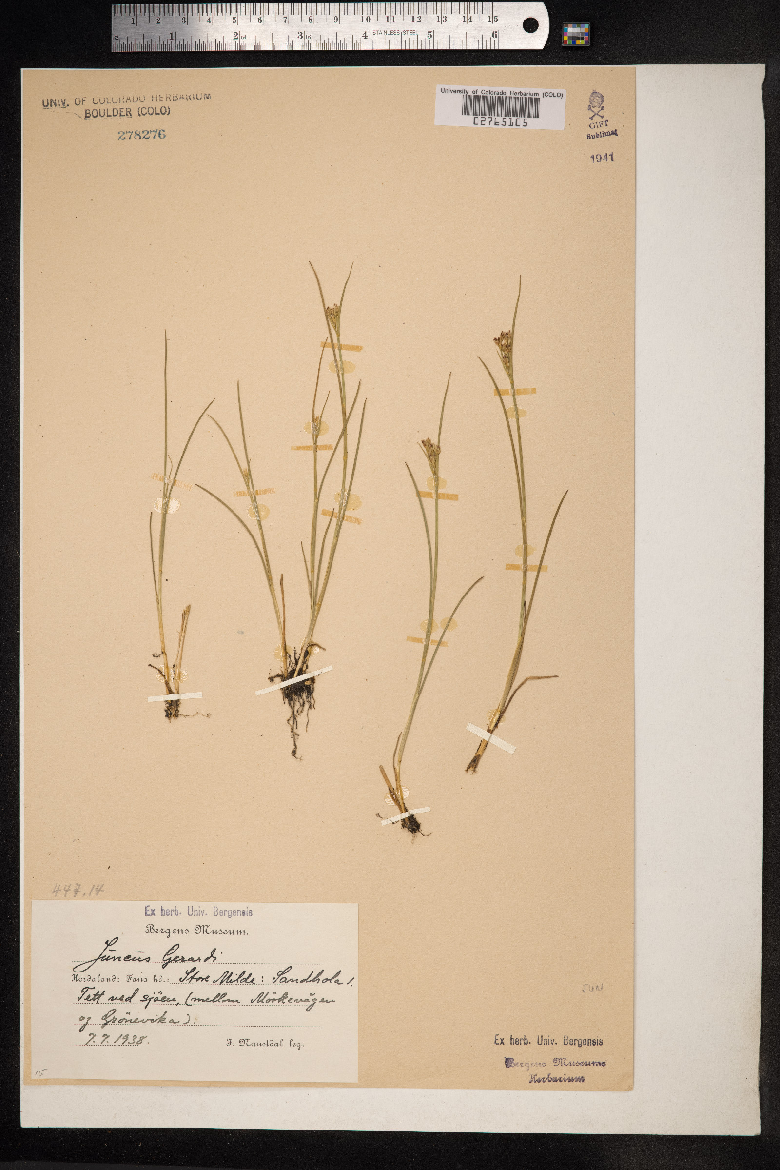 Juncus gerardii image