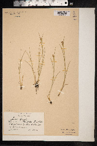 Juncus gerardii image