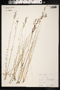 Juncus gerardii image