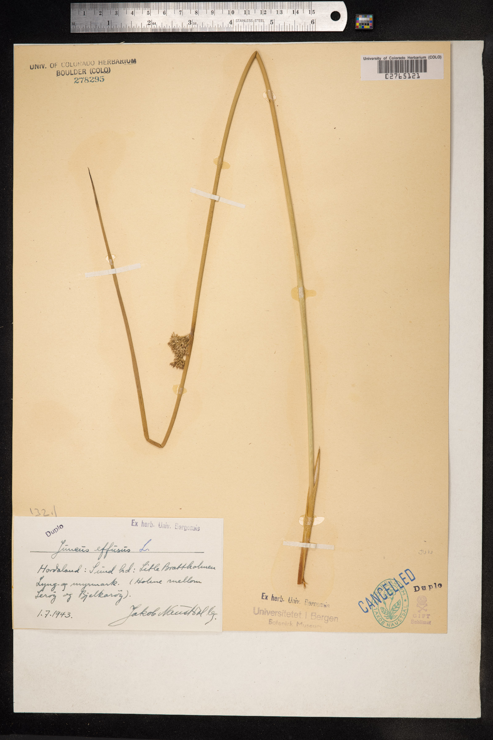 Juncus effusus image