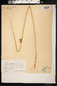 Juncus effusus image
