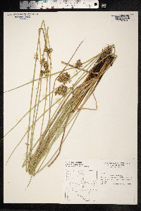 Juncus effusus image