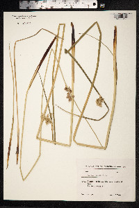 Juncus effusus image