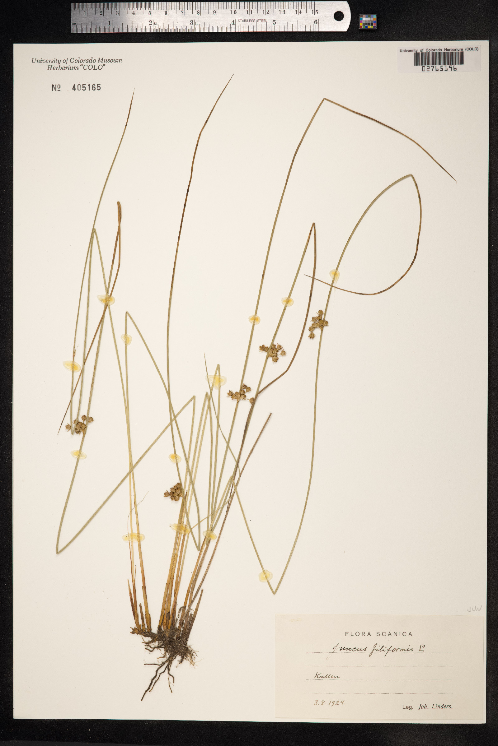 Juncus filiformis image
