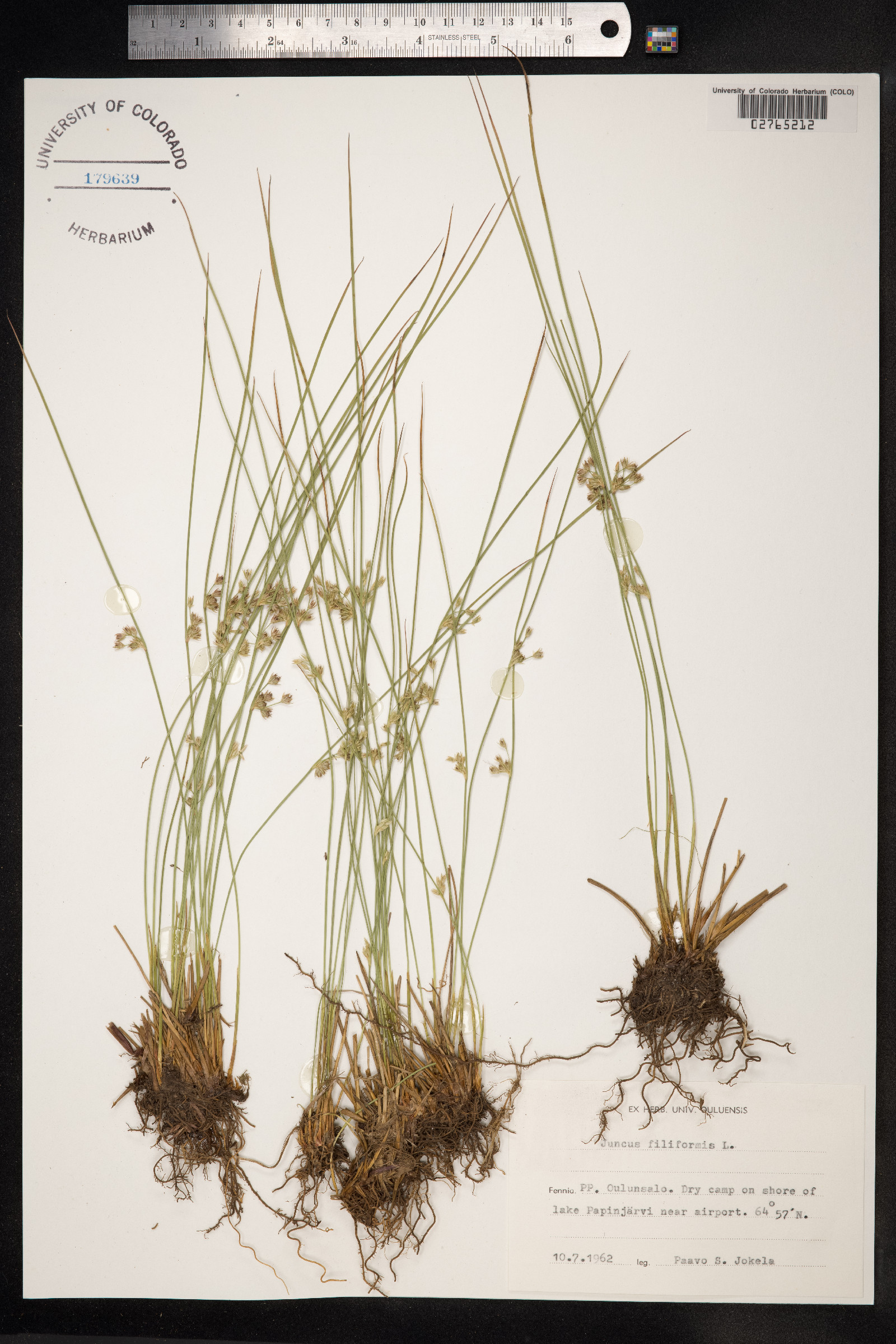 Juncus filiformis image