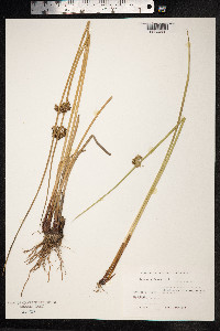 Juncus effusus image