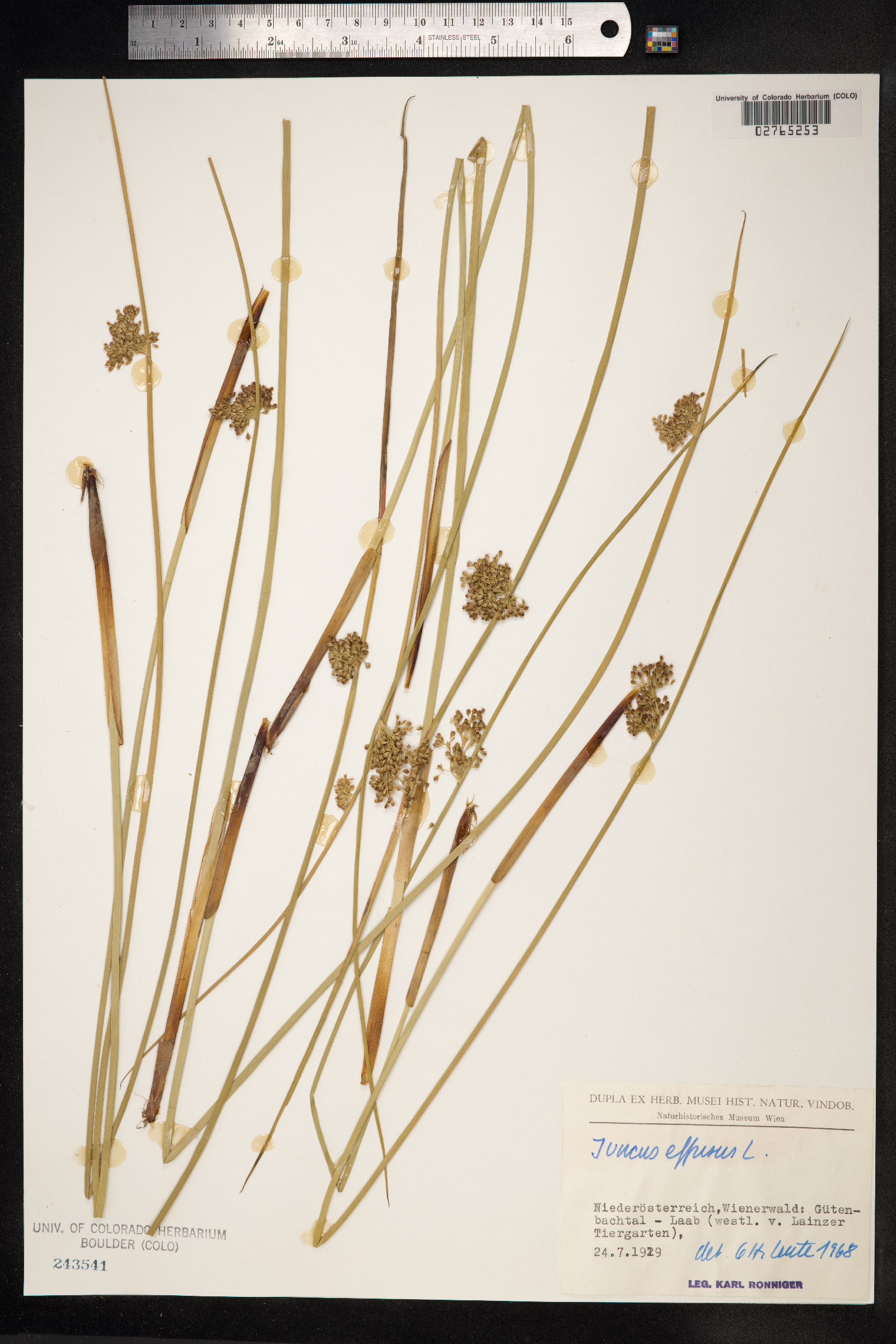 Juncus effusus image