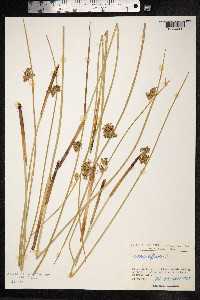 Juncus effusus image