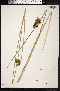 Juncus effusus image