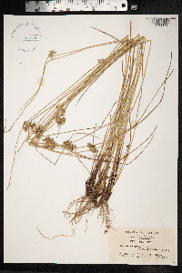 Juncus effusus image