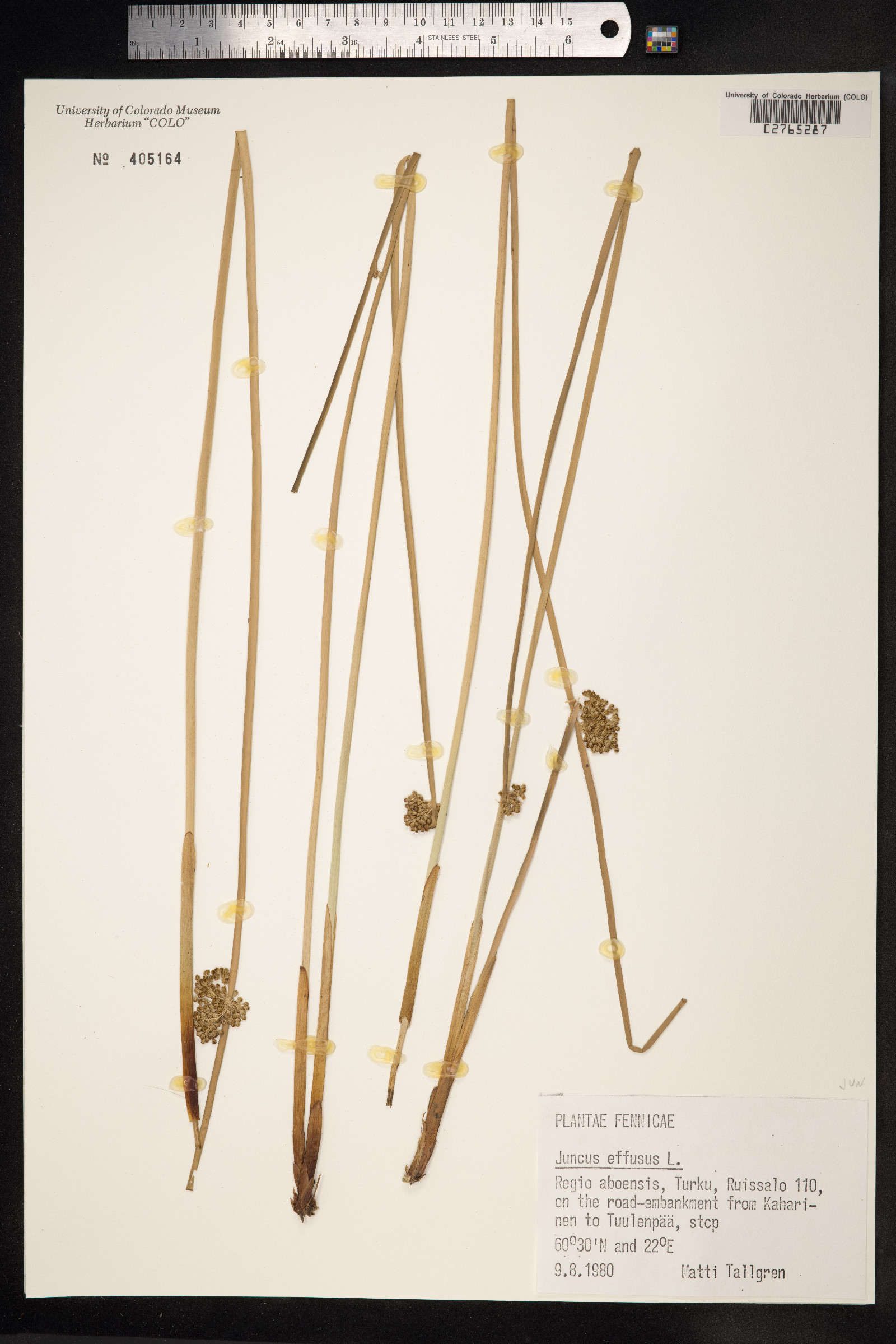Juncus effusus image