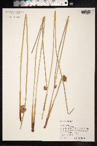 Juncus effusus image