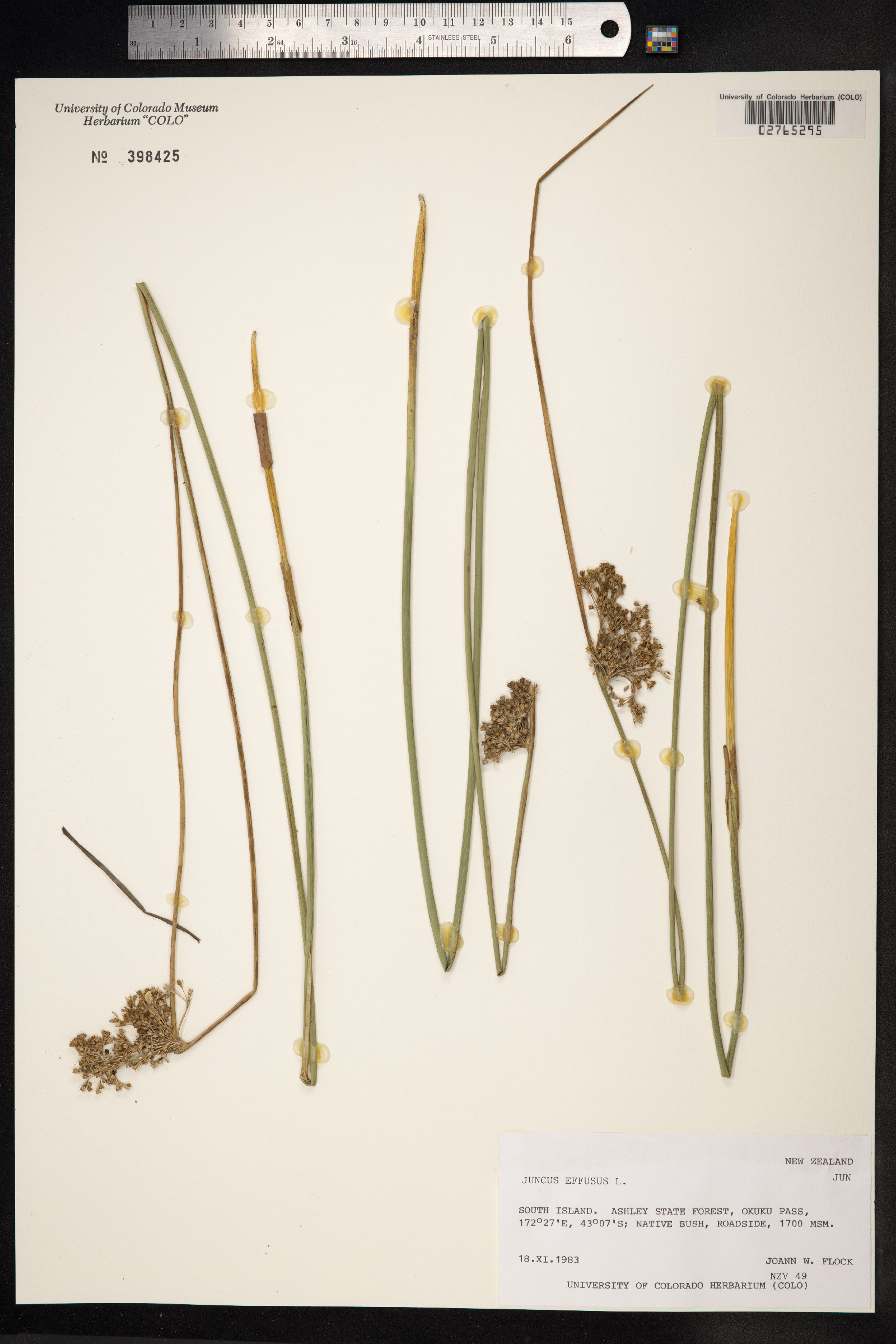 Juncus effusus image