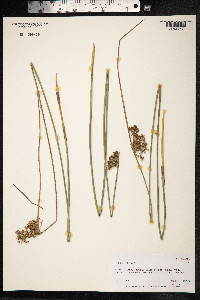 Juncus effusus image