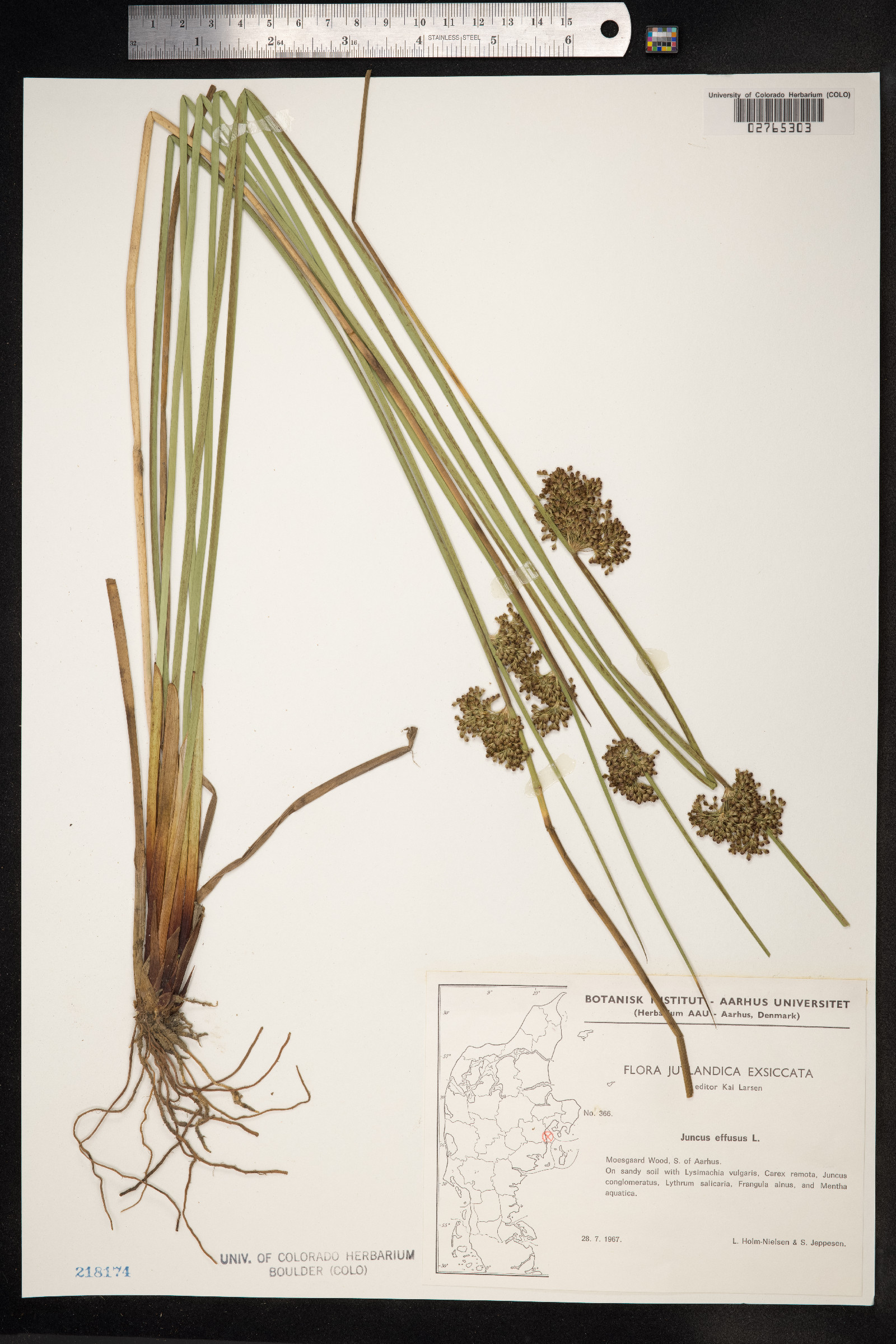 Juncus effusus image