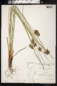 Juncus effusus image