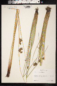 Juncus effusus image