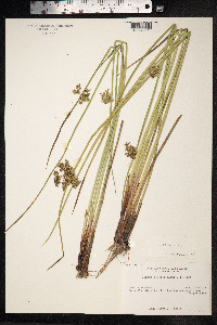 Juncus effusus image