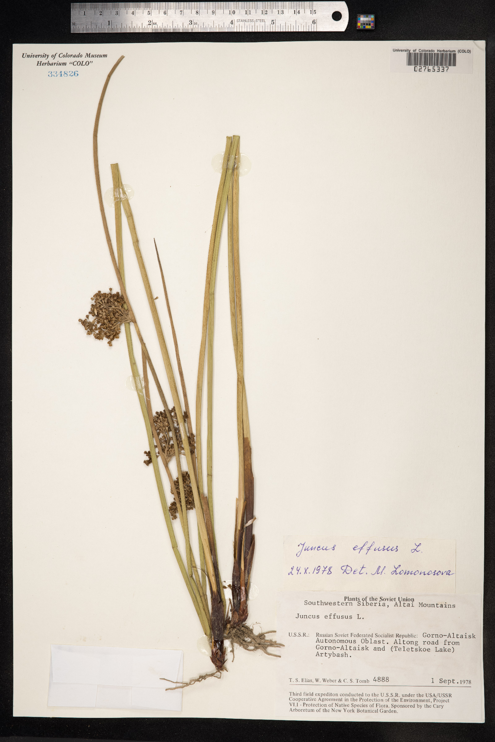 Juncus effusus image