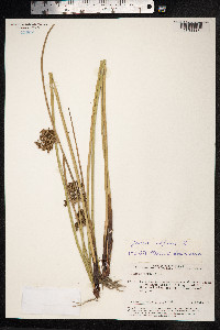 Juncus effusus image