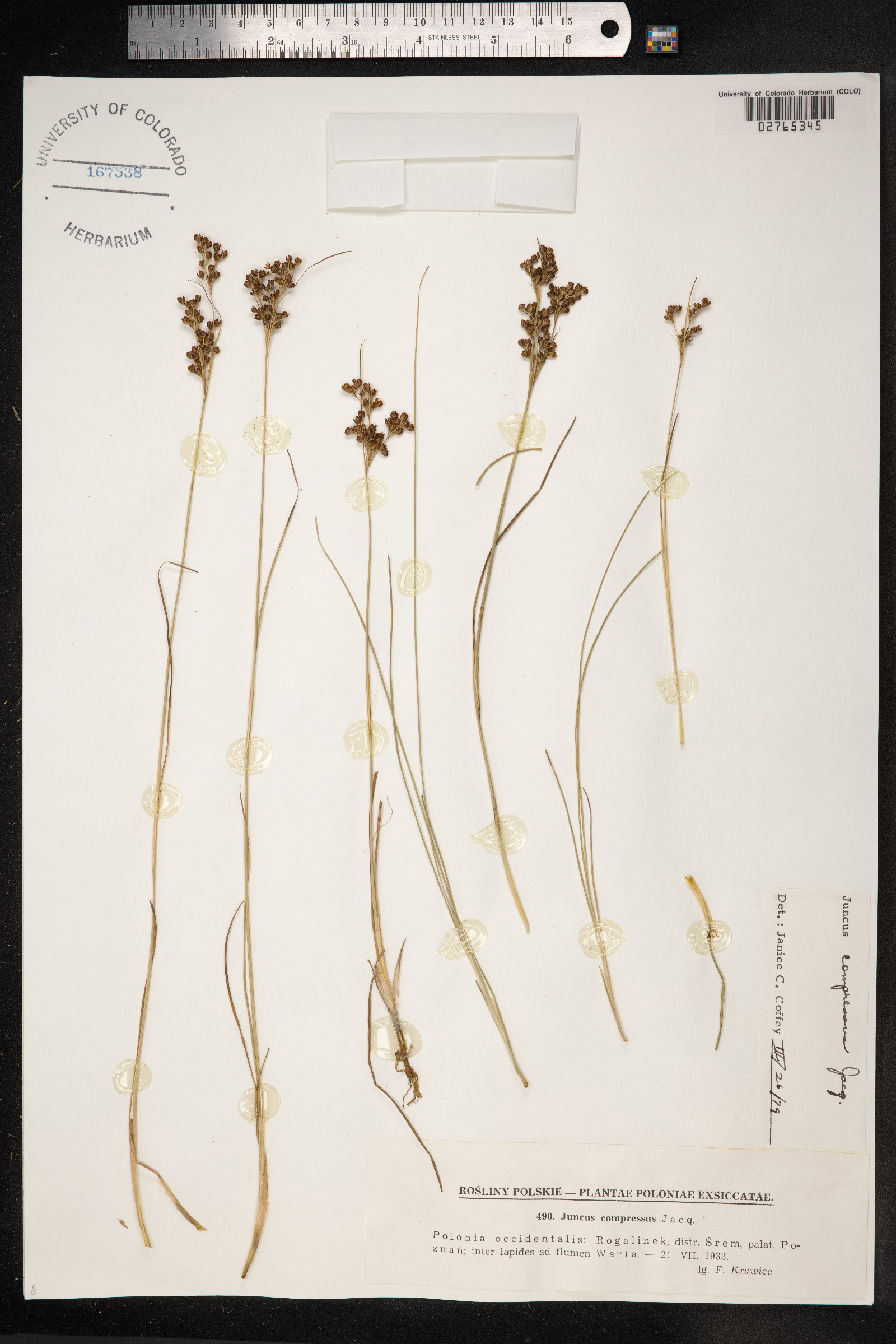 Juncus compressus image