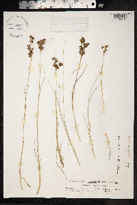 Juncus compressus image