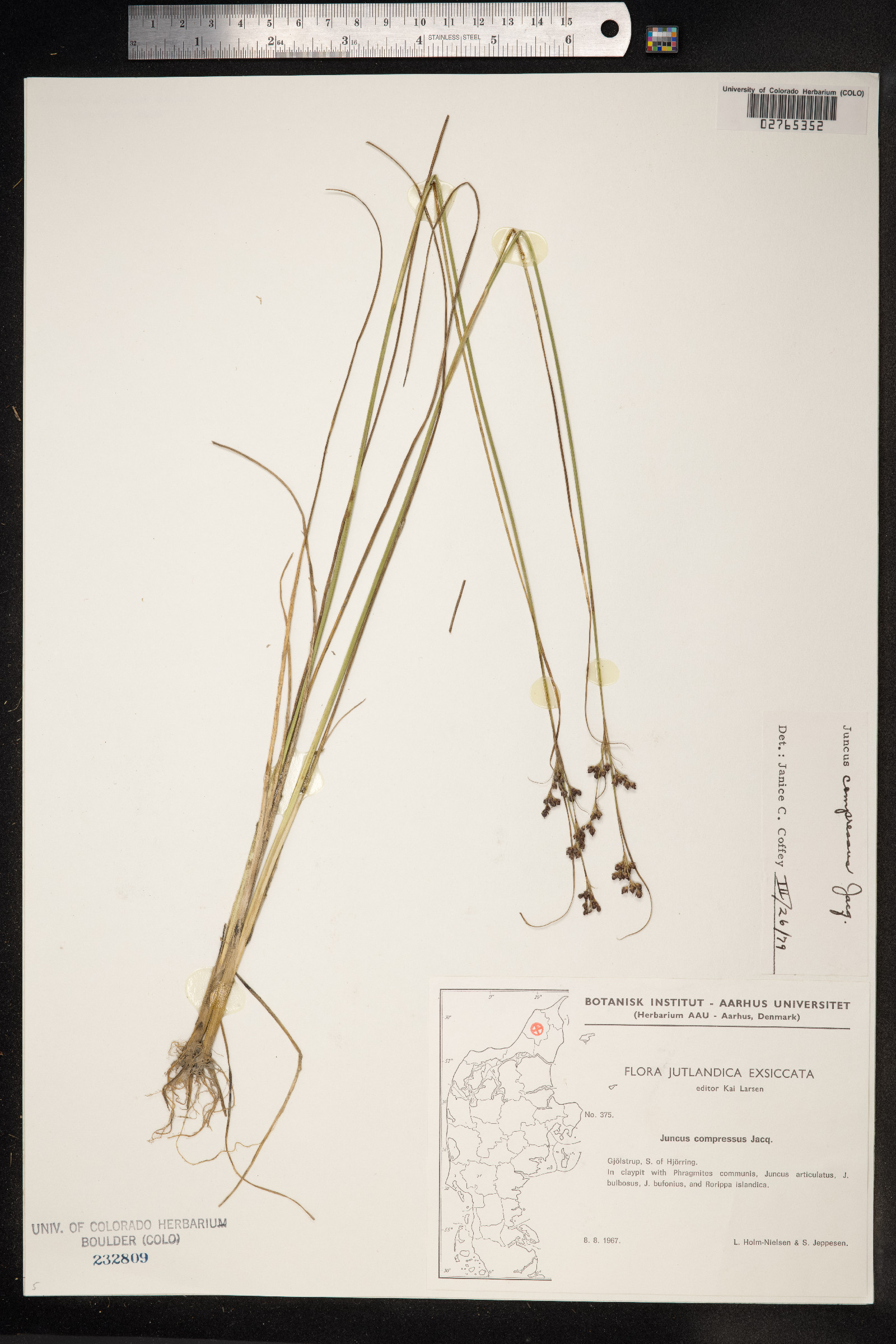 Juncus compressus image