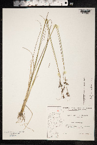 Juncus compressus image