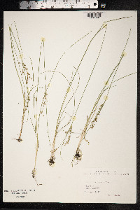 Juncus compressus image