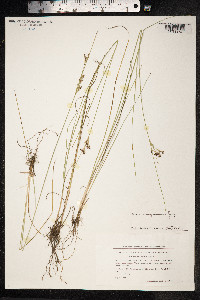 Juncus compressus image