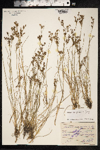 Juncus compressus image