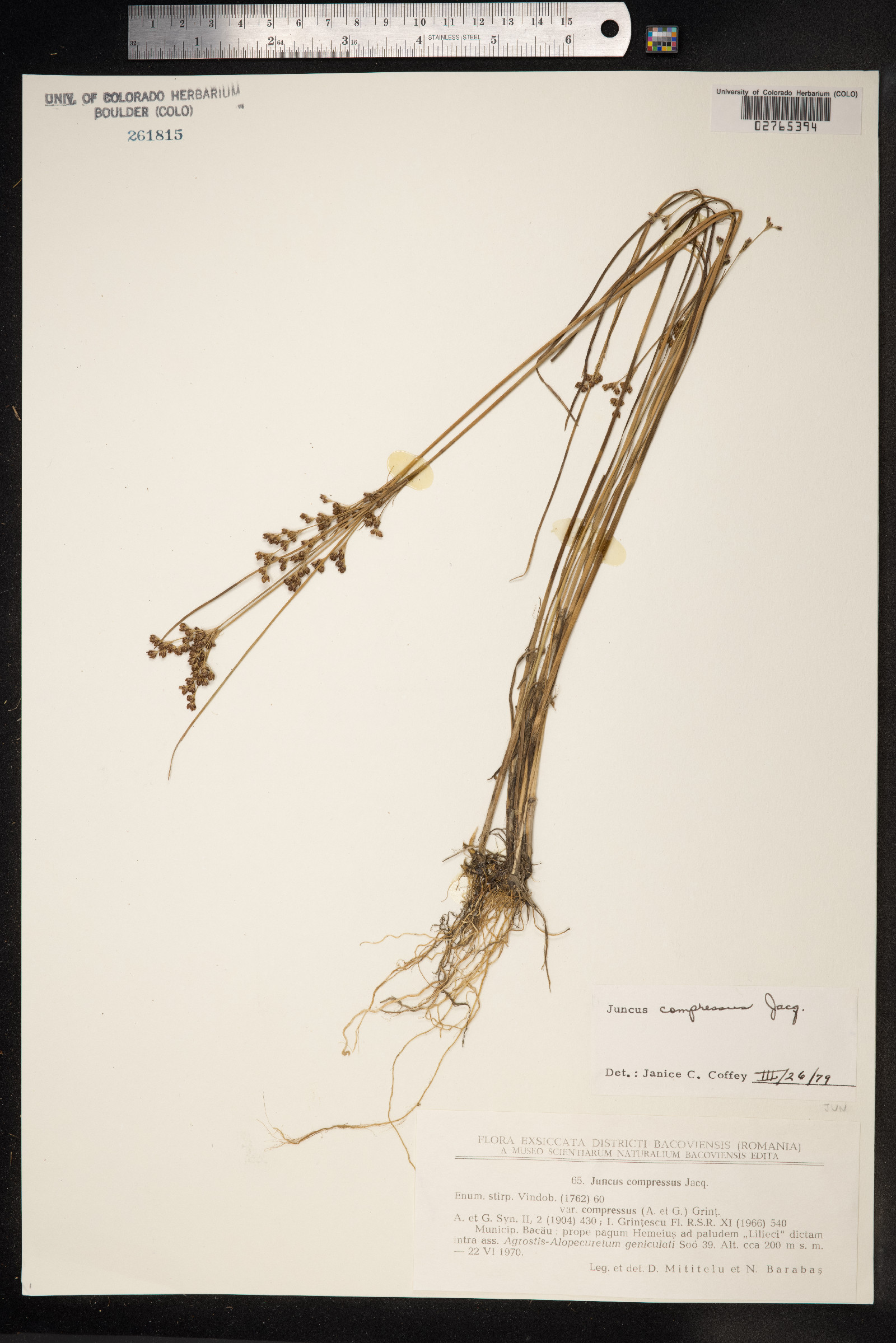 Juncus compressus image