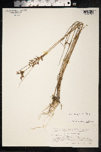 Juncus compressus image