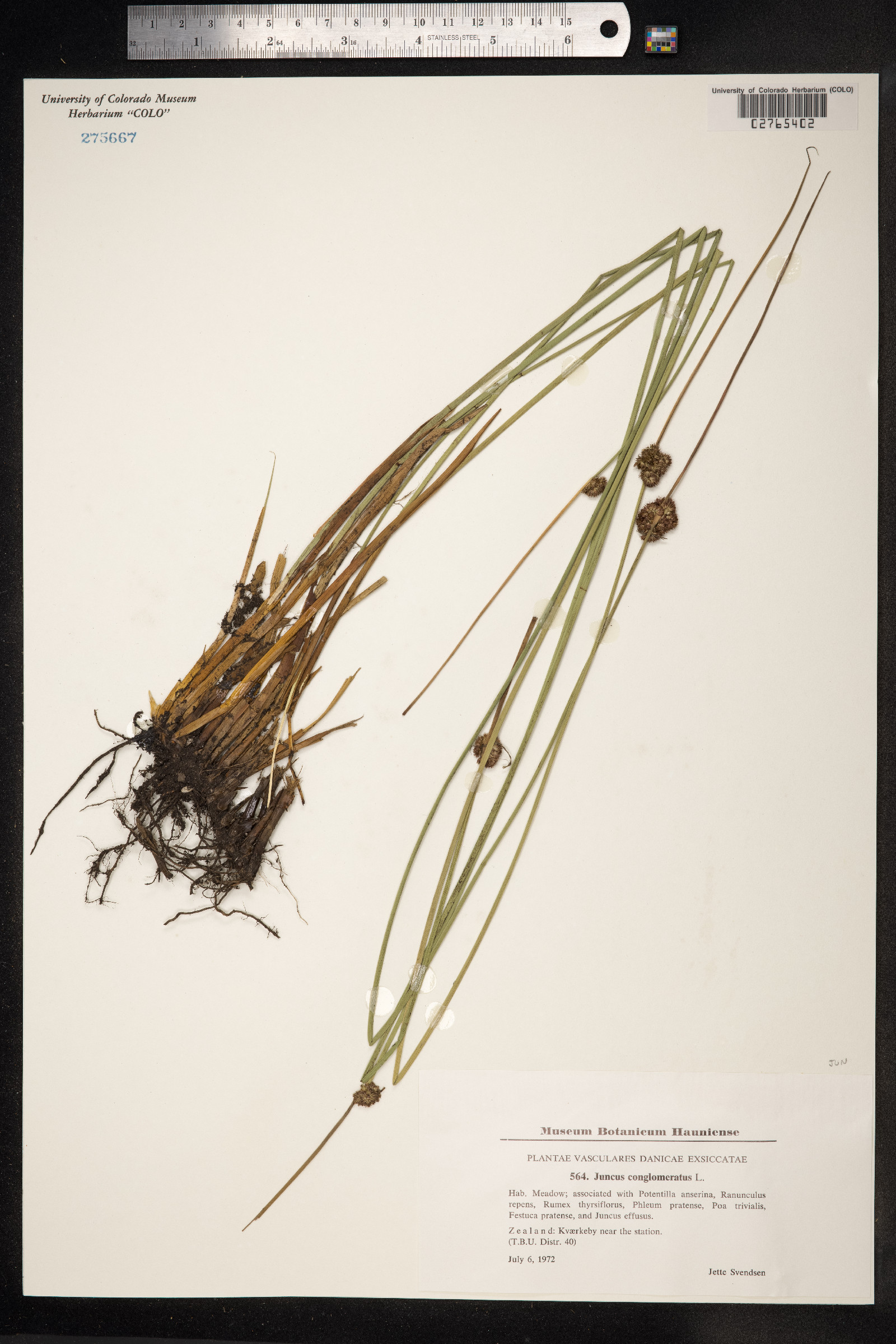 Juncus conglomeratus image