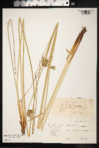 Juncus effusus image