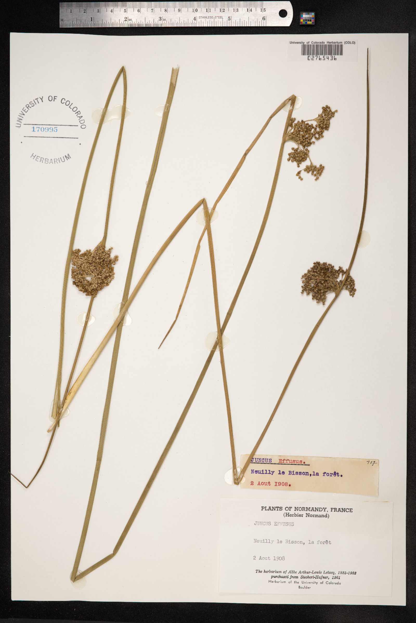 Juncus effusus image