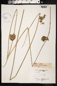 Juncus effusus image