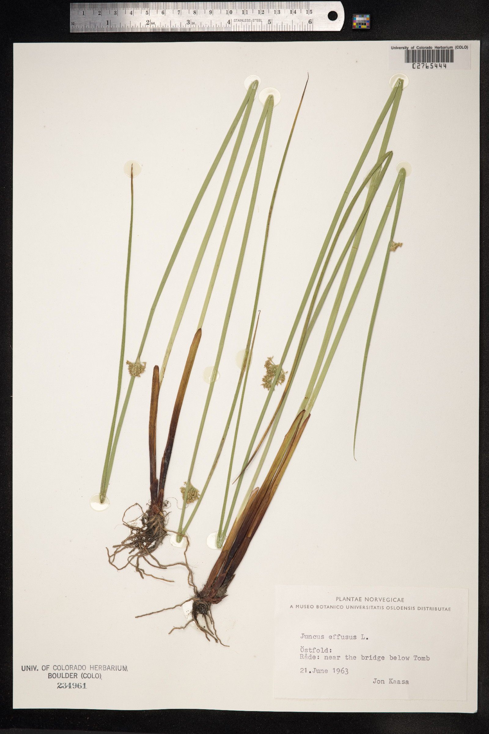Juncus effusus image
