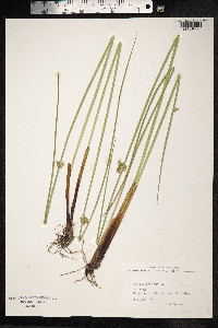 Juncus effusus image