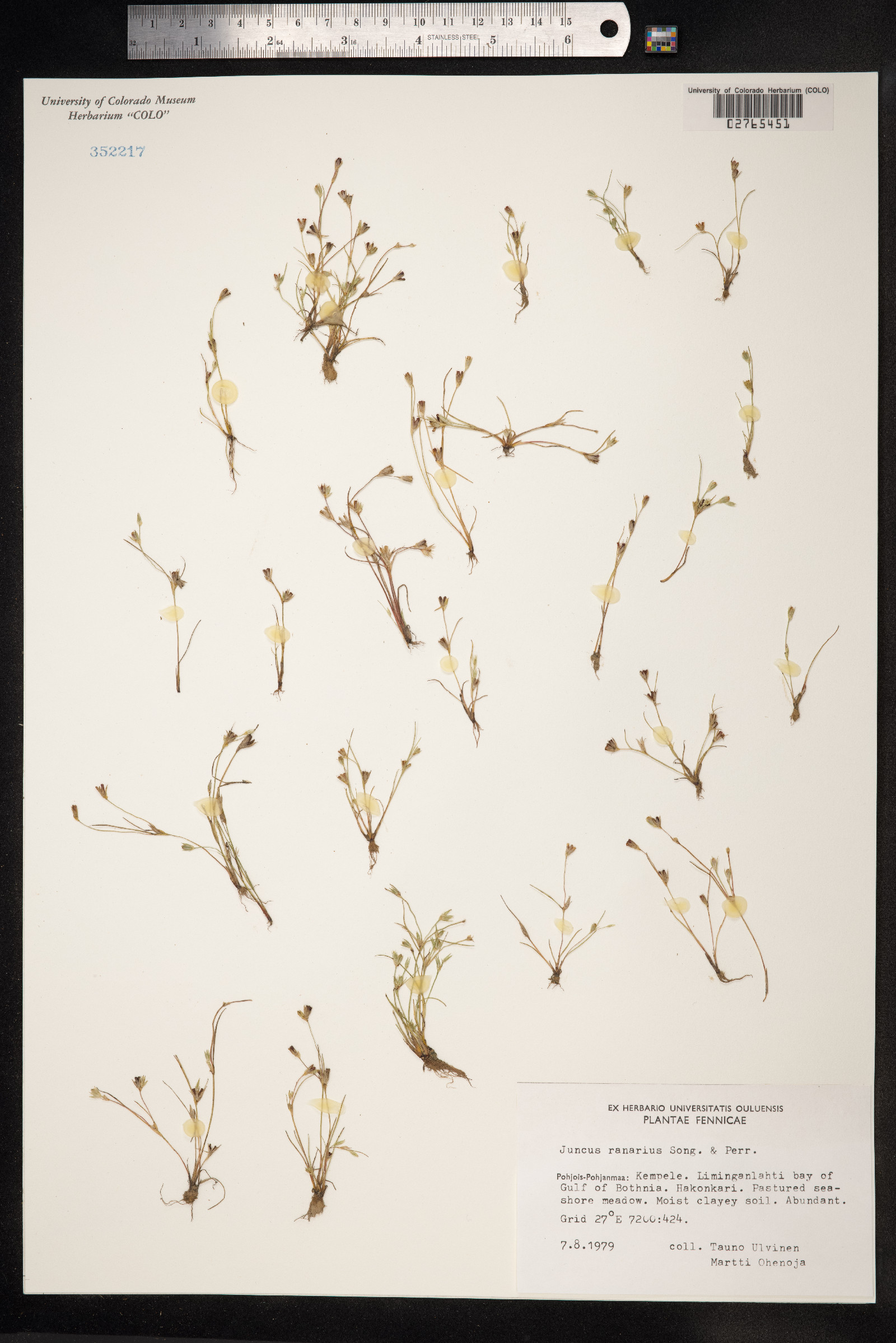 Juncus ranarius image