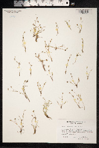 Juncus ranarius image