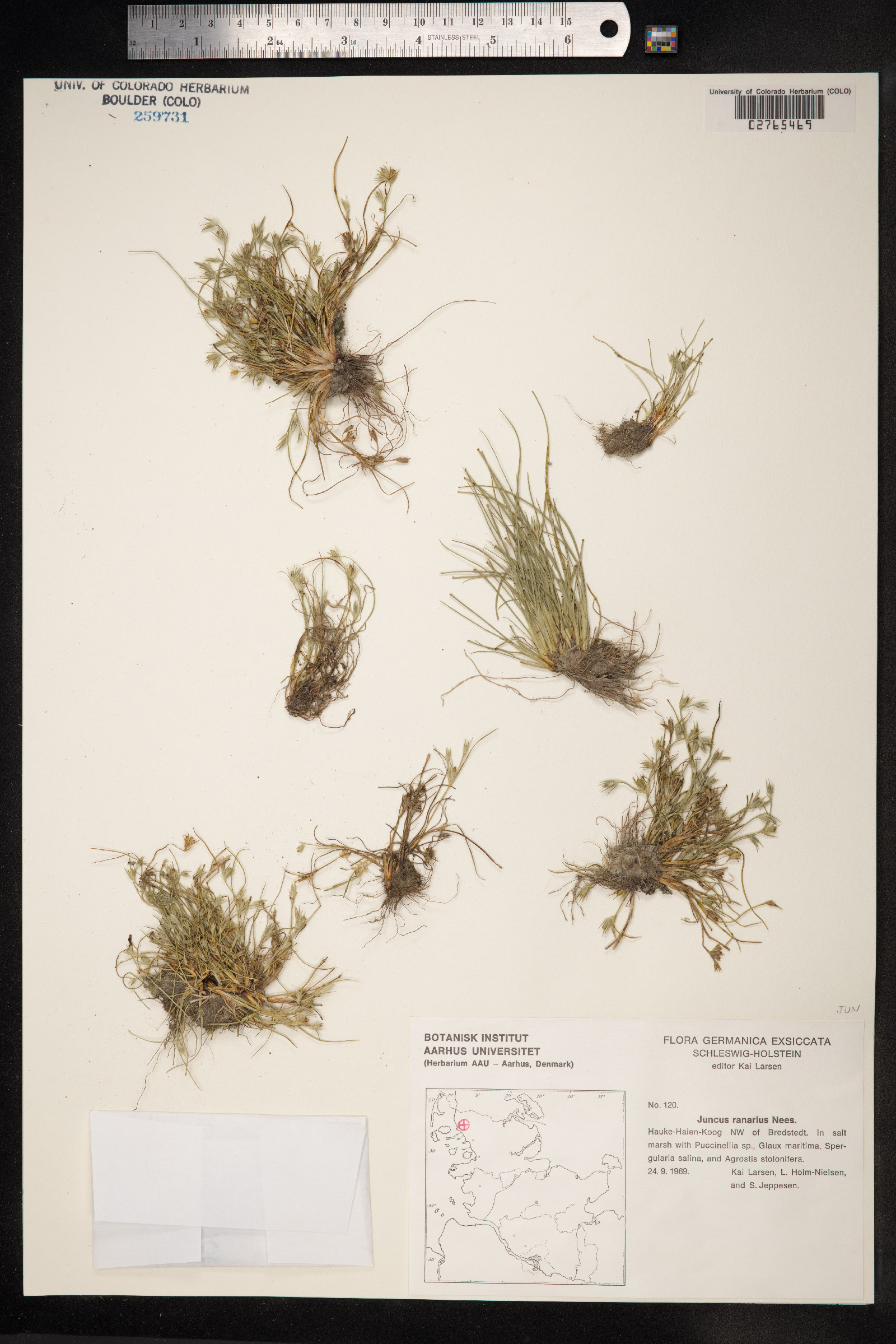 Juncus ranarius image