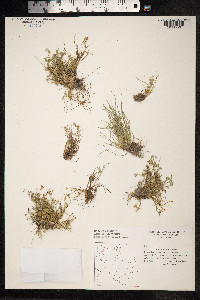 Juncus ranarius image