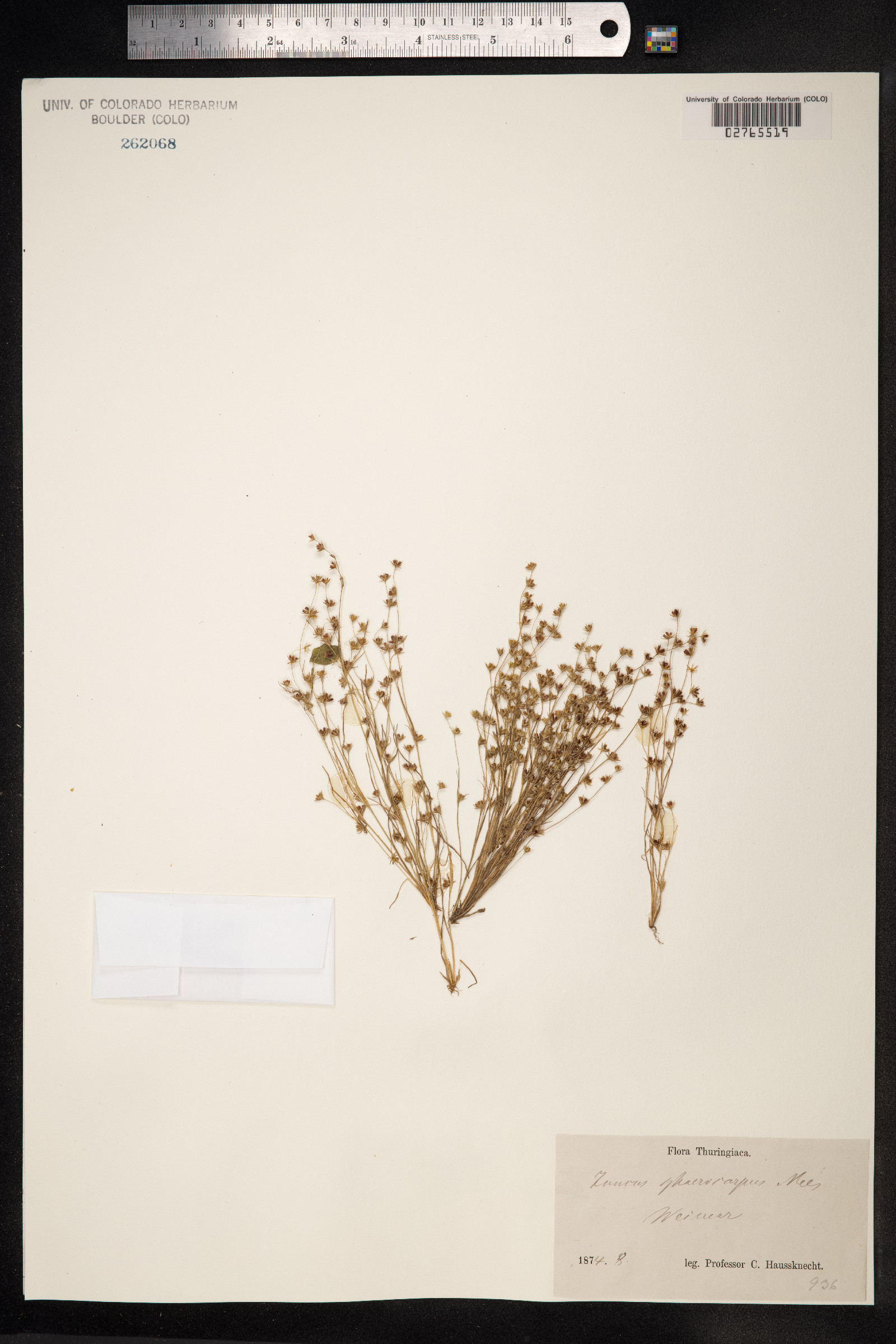 Juncus sphaerocarpus image